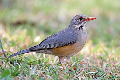 Kurrichane thrush